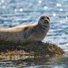 Seals in Sudavik bay in Westfjords-0974