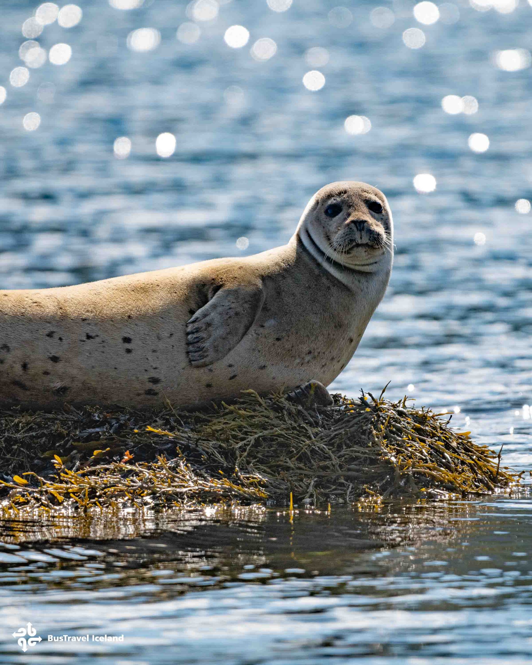 Seals in Sudavik bay in Westfjords-0974