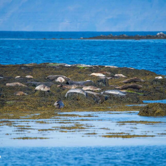Westfjords Hvítanes seal watching area-1211 Westfjords Hvítanes seal watching area-1211