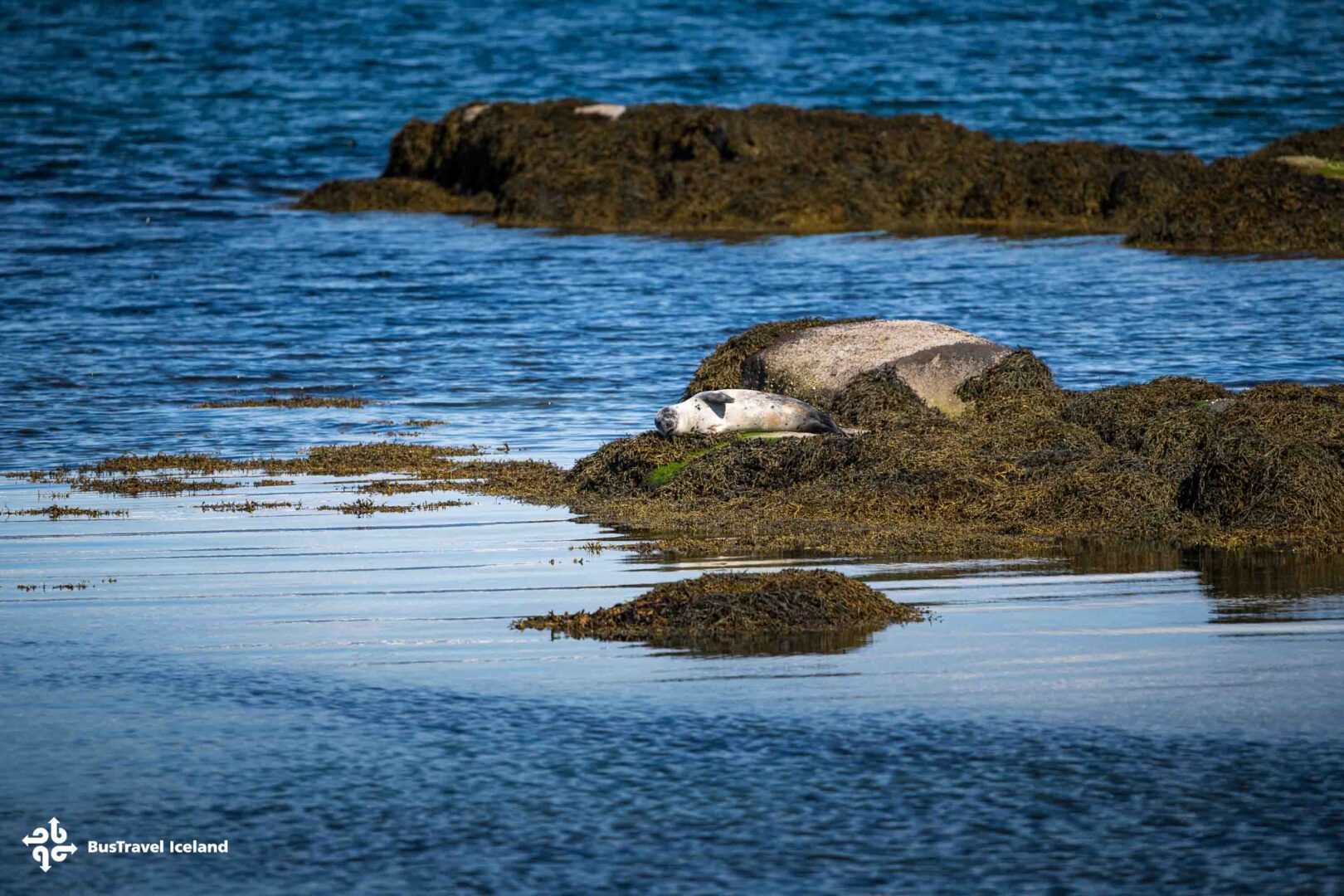 Westfjords Hvítanes seal watching area-1219