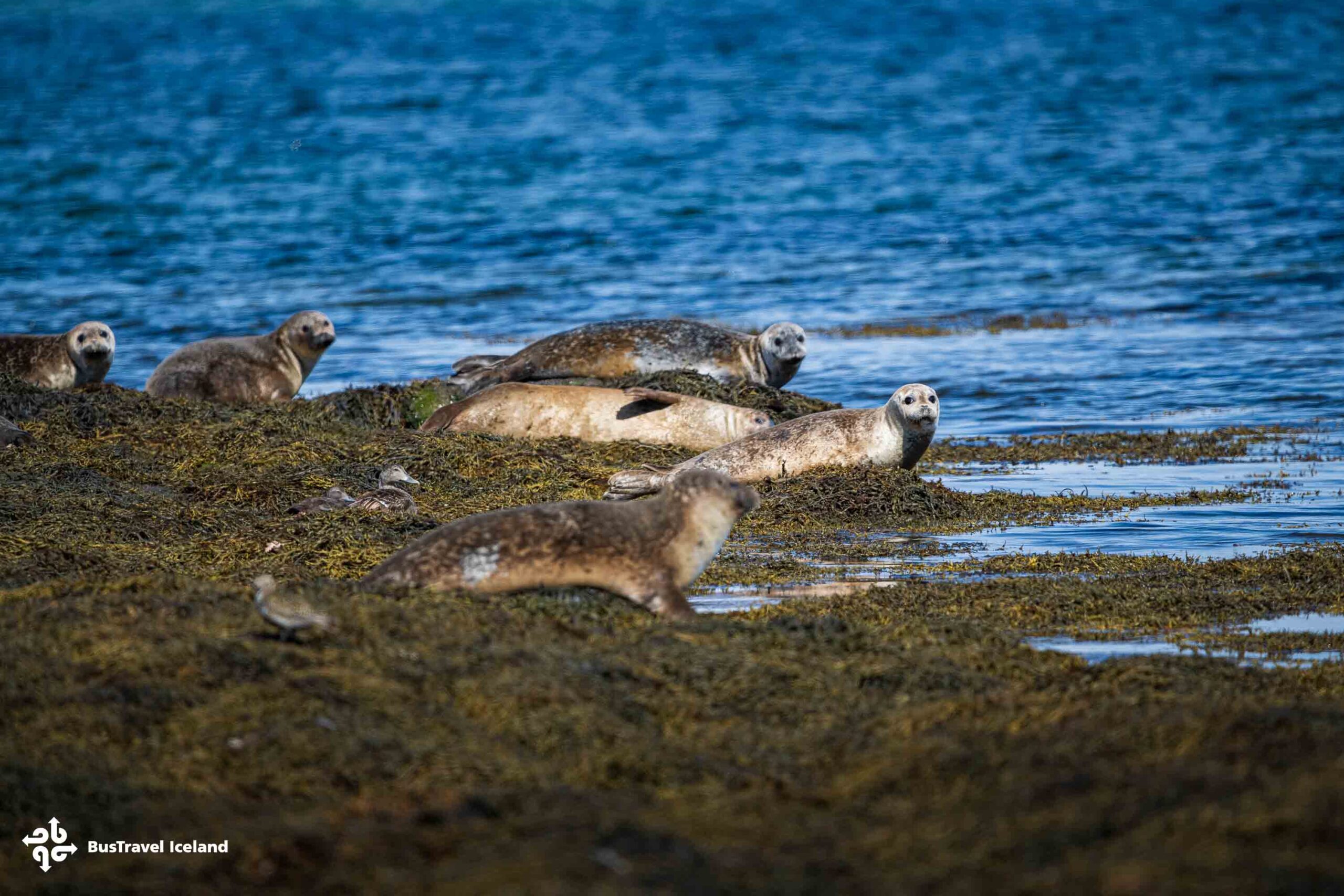 Westfjords Hvítanes seal watching area-1255 Westfjords Hvítanes seal watching area