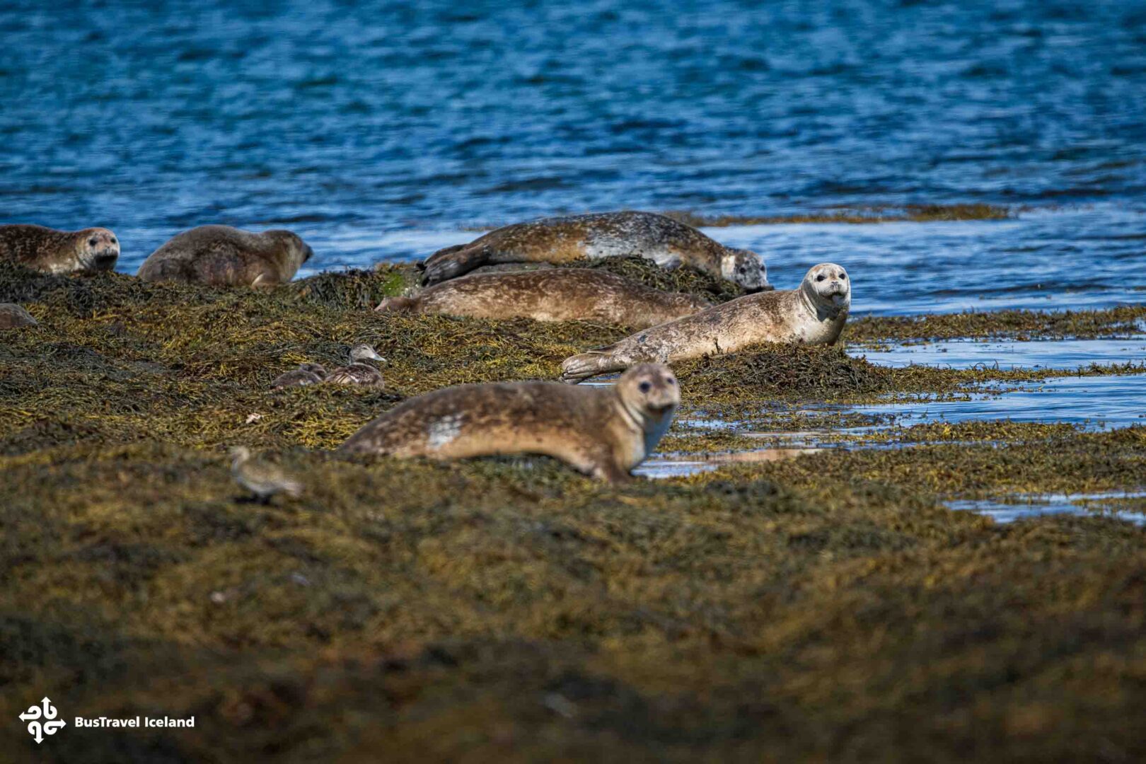 Westfjords Hvítanes seal watching area-1259
