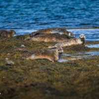 Westfjords Hvítanes seal watching area-1259