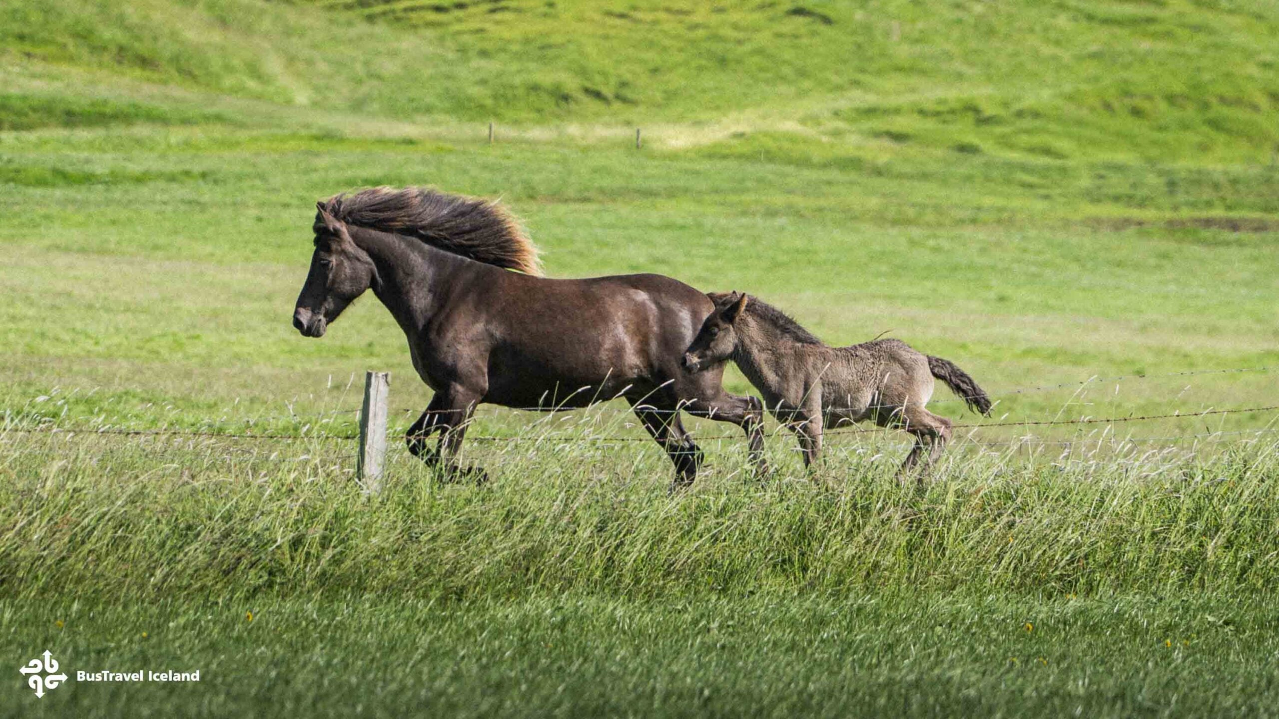Horses running South Iceland-DSC04105-Edit